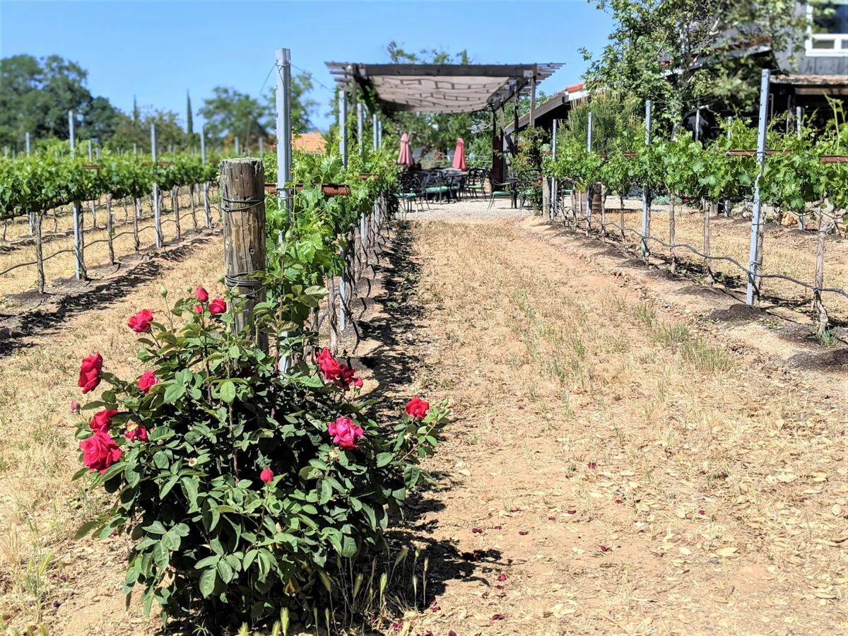 At Lone Madrone Winery in Paso Robles, Calif., roses at the end of vineyard rows provide early detection of disease and insects before they can infect the vines. (Courtesy of Athena Lucero)