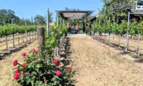 A Serendipitous Road Trip to Paso Robles