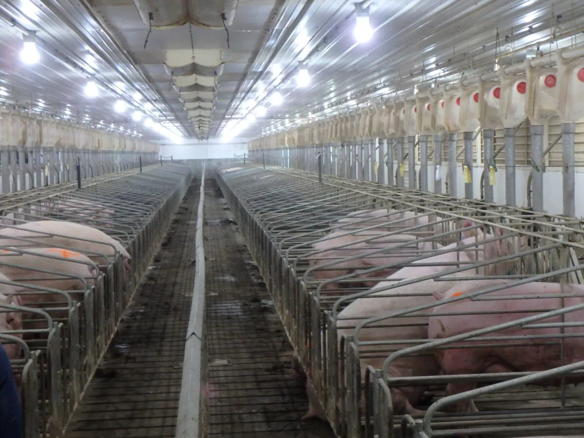 This undated photo provided by Dwight Mogler shows some breeding eligible gilts (young female pigs) on his farm in Alvord, Iowa. (Janae Metzger/Pig Hill Farms via AP)