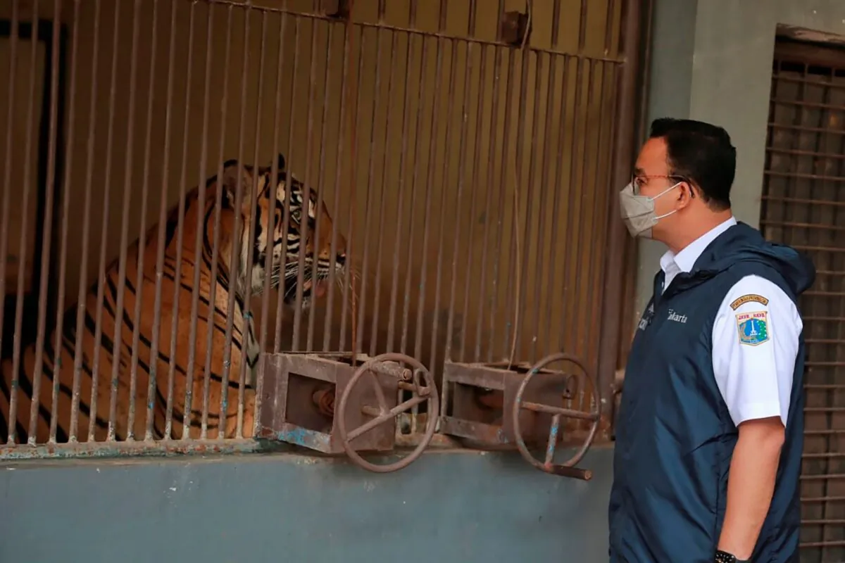 Jakarta Governor Anies Baswedan visits one of the two Sumatran tigers that contracted COVID-19 at the Ragunan Zoo in Jakarta, Indonesia, on July 31, 2021. (Dadang Kusuma WS/Jakarta province Government via AP)