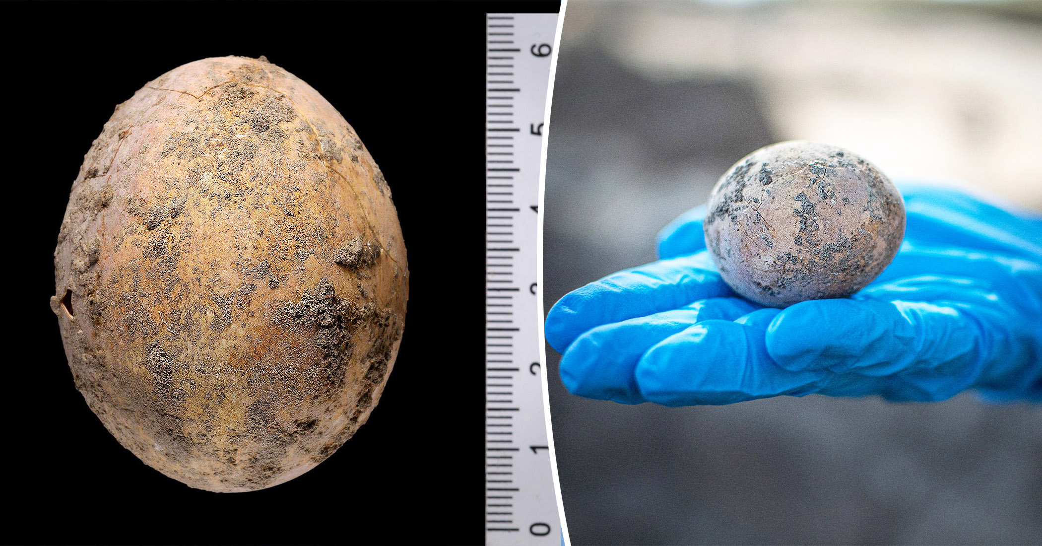 Archeologists Find 1,000YearOld Intact Chicken Egg From Byzantine Age