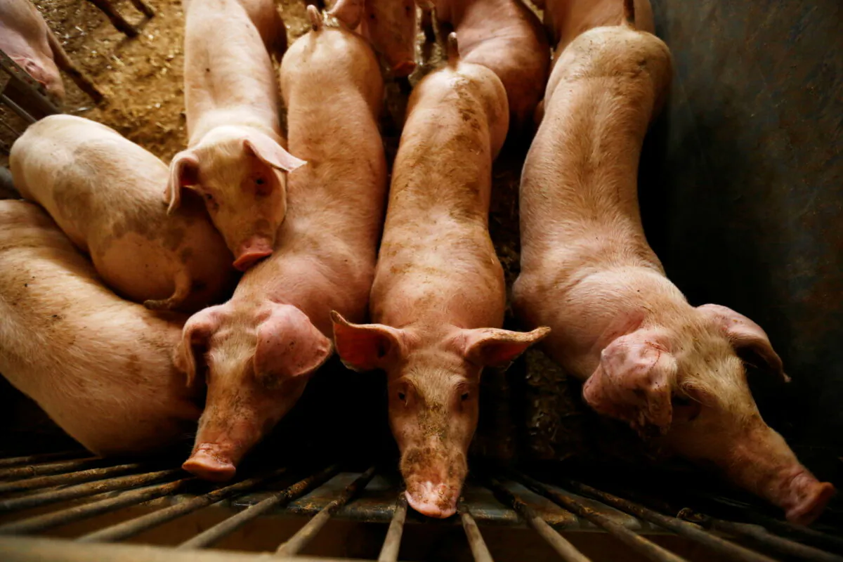 File photo of pigs. (Kacper Pempel/Reuters)