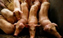 Dominican Republic to Kill Thousands of Pigs Over Swine Fever Outbreak