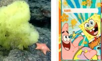 Scientists Find Real-Life Patrick About to Devour SpongeBob