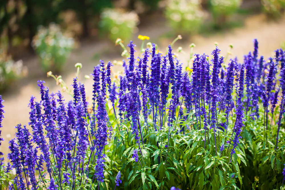 Lavender is a natural—and beautiful—mosquito repellent. (wanphen chawarung/Shutterstock)