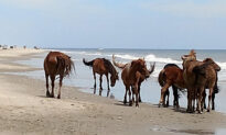 ‘Honorary Grandmother’ of North Carolina Wild Horses Dies