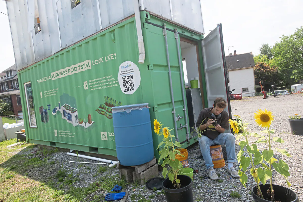 Nate McDowell from Squirrel Hill, an intern with Ecotone Renewables replants tomatoes grown at the "Seahorse," in Swissvale, Pa., on July 23, 2021. (Pam Panchak/Pittsburgh Post-Gazette/TNS)
