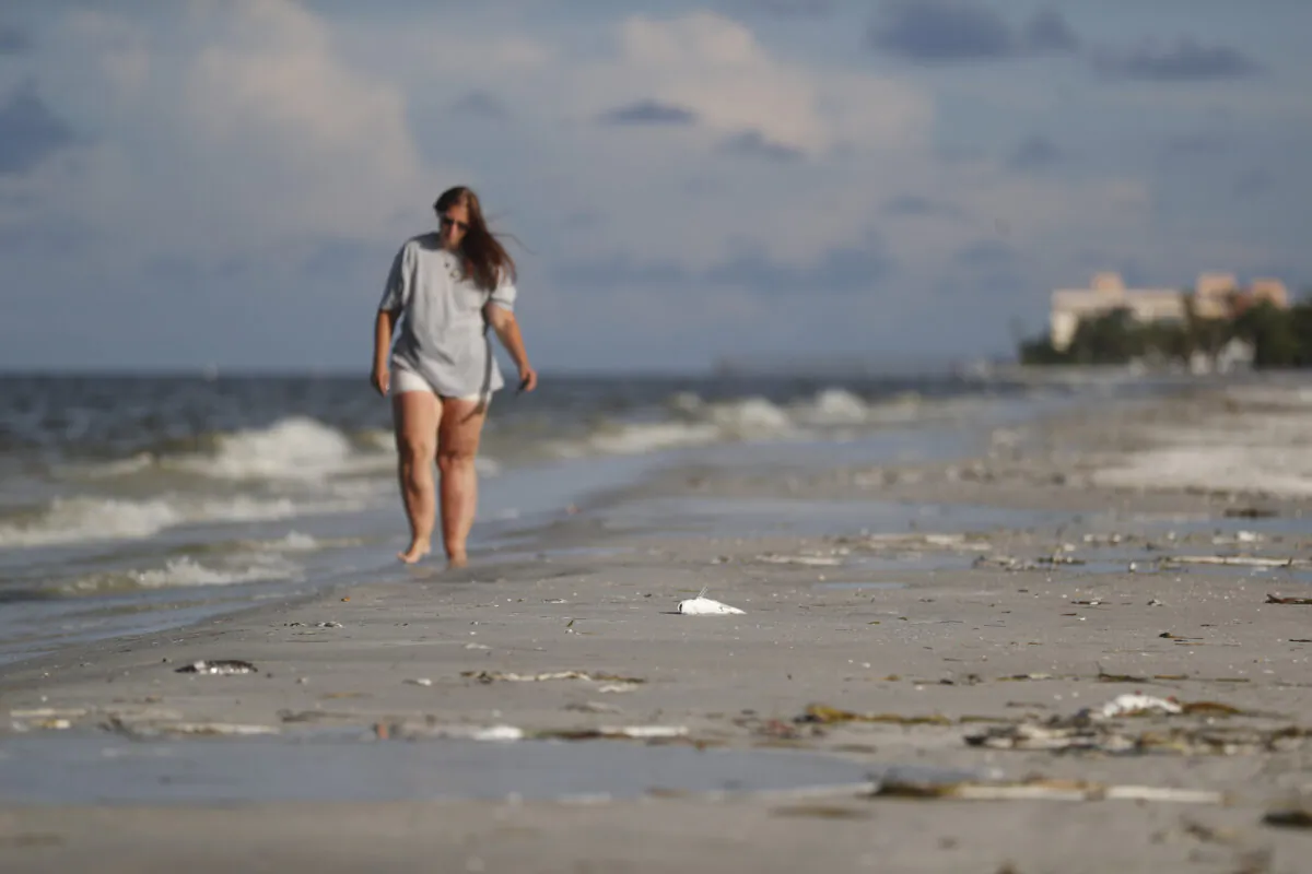 A beachgoer walks among dead fish scattered along Madeira Beach, Fla., on July 21, 2021.  (Octavio Jones/Getty Images)