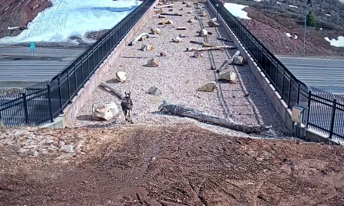 (Courtesy of Utah Division of Wildlife Resources)