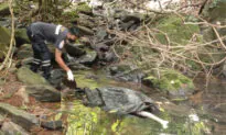 Thai Police Investigating Death of Foreign Woman in Phuket
