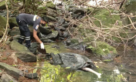 Thai Police Investigating Death of Foreign Woman in Phuket