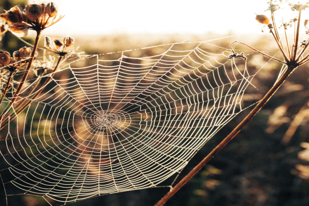 (Bence Balla-Schottner/Unsplash)