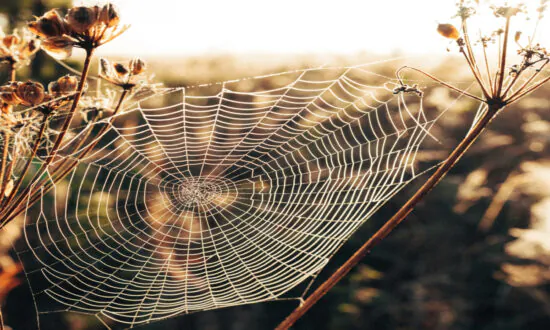 Spider Venom Could Be the Miracle Cure for Heart Attacks
