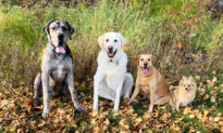 Dog Lovers’ Photos Show Great Dane Puppy Outgrowing His Canine Siblings in 2 Years