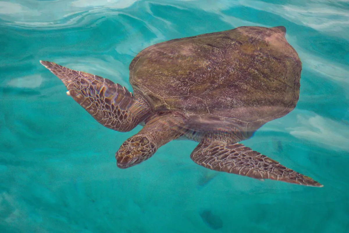 A green sea turtle swimming in the waters off Redang island in Malaysia on June 28, 2020. (Mohd Rasfan/AFP via Getty Images)