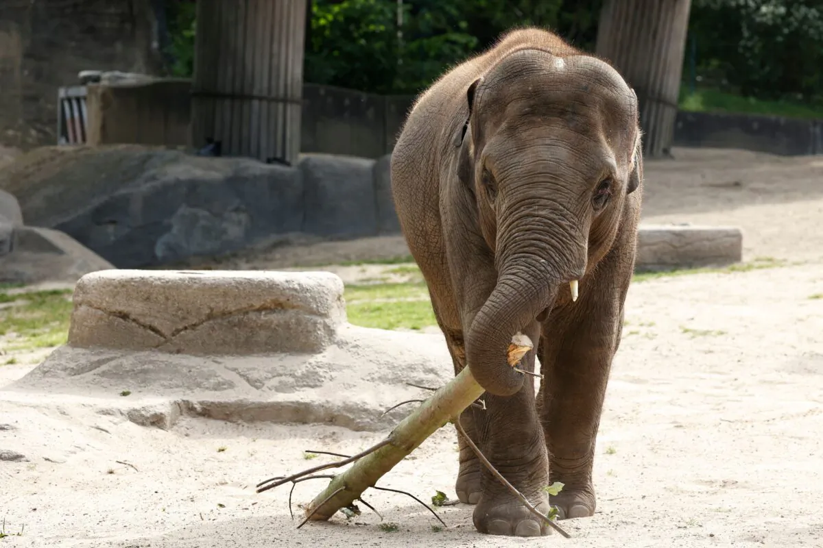 A baby elephant plays with a piece of wood at the Tierpark Hagenbeck zoo in Hamburg, Germany, on June 28, 2021. (Morris Mac Matzen/AFP via Getty Images)