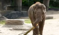 NO to ‘Elephant Rights’ and ‘Water Rights’