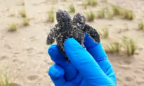 Rare 2-Headed Turtle Hatchling Found and Released on South Carolina Beach