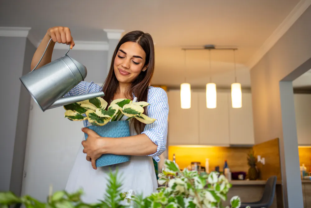 Houseplants offer a number of surprising physical and mental benefits. (Dragana Gordic/Shutterstock)