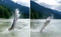 Fishing Guide Videos 10-Foot-Long, 400-Pound Sturgeon Leaping ‘On Top of Us’ on Fraser River