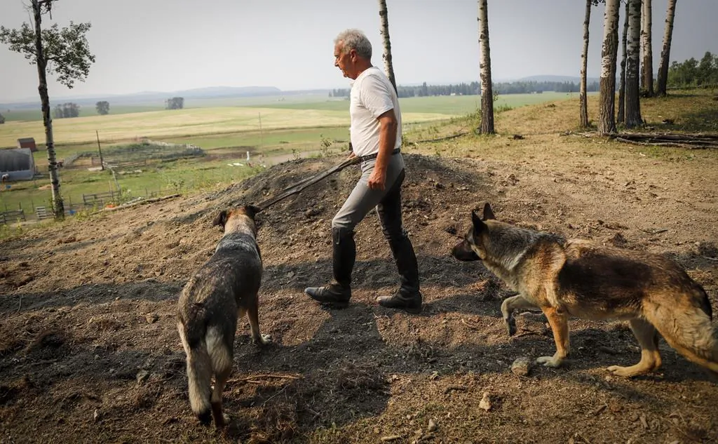 Horse trainer Ian Tipton walks with his dogs past the burial mound where horses Jacinto and Mowgli are buried at his facility near Sundre, Alta., on Aug. 5, 2021. (The Canadian Press/Jeff McIntosh)