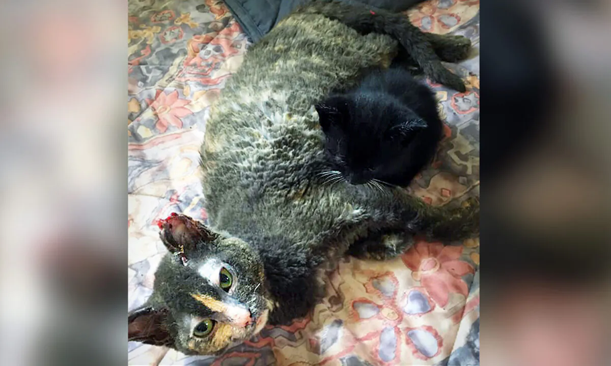 (Courtesy of Furget Me Not Animal Rescue)
