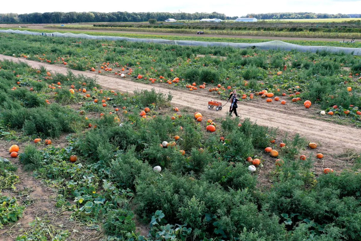 A person is picking pumpkins at Harbes Family Farm in Mattituck, N.Y., on Oct. 6, 2020. (Al Bello/Getty Images)