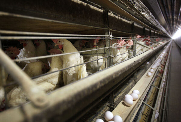 Chickens