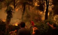 Massive Forest Fire in Greece Still Burning for 7th Day
