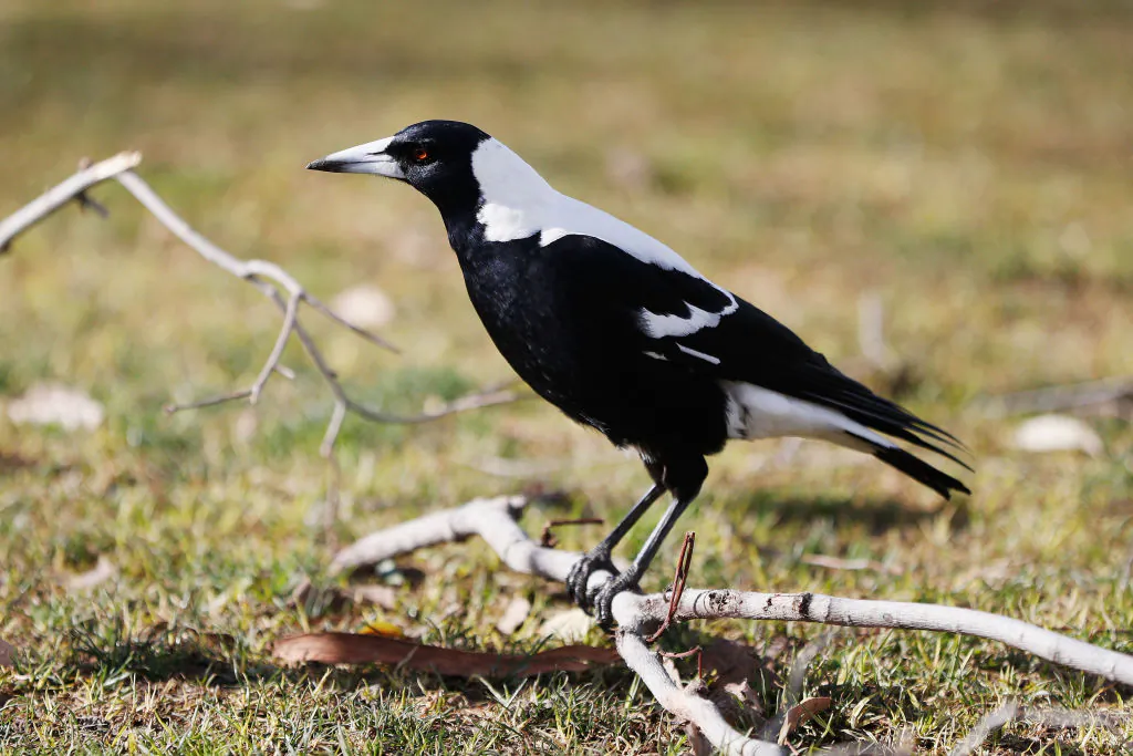 Magpies have foiled scientist's plans by helping each other remove tracking devices. (Michael Dodge/Getty Images)