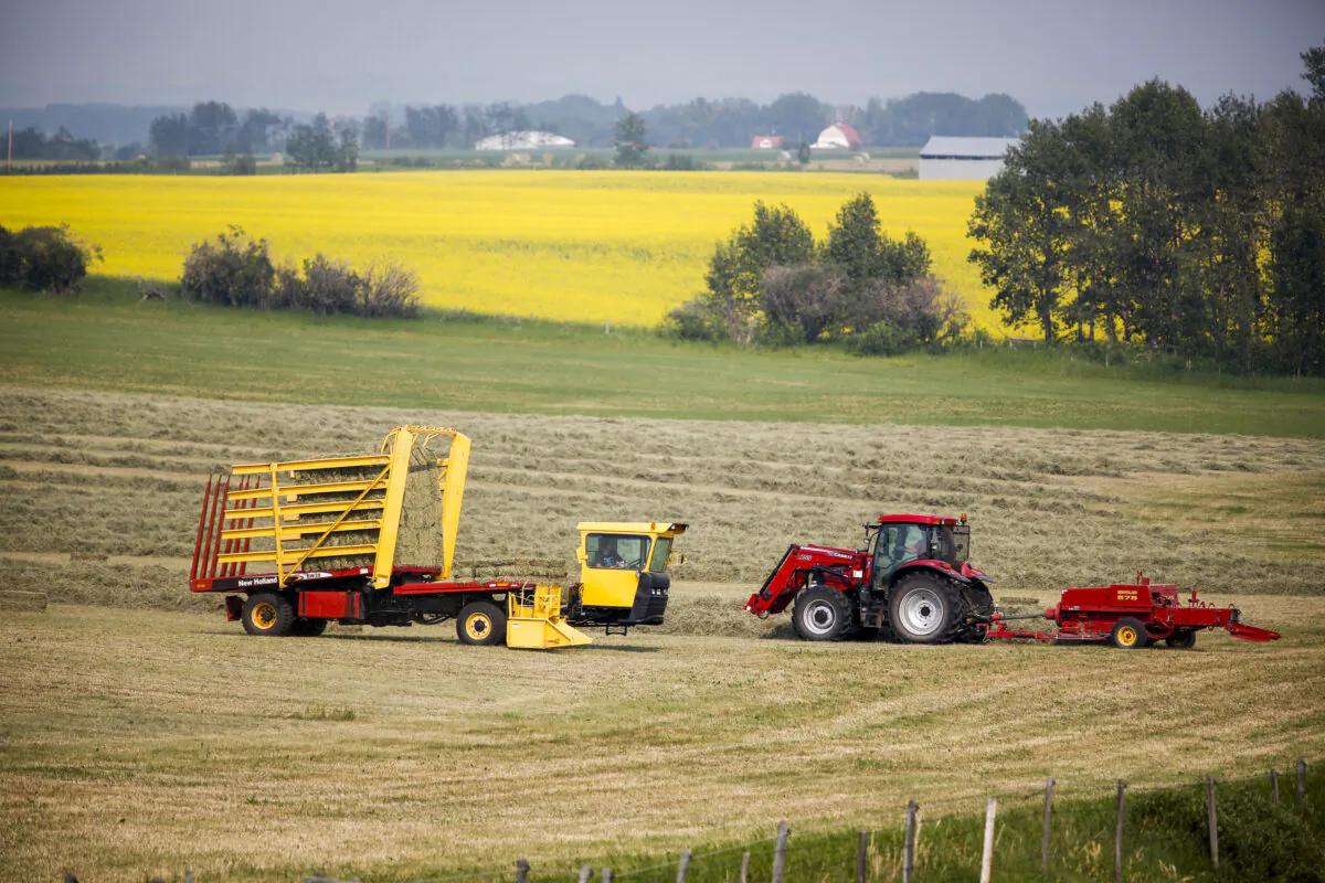 A farmer bales his hay crop as a pick-wagon collects the bales, near Cremona, Alta., on July 16, 2021. In the background is a canola crop in full bloom. (The Canadian Press/Jeff McIntosh)