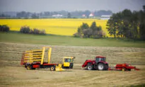 Prairie Drought Spoils Harvest, Prompts Cattle Sell-Off