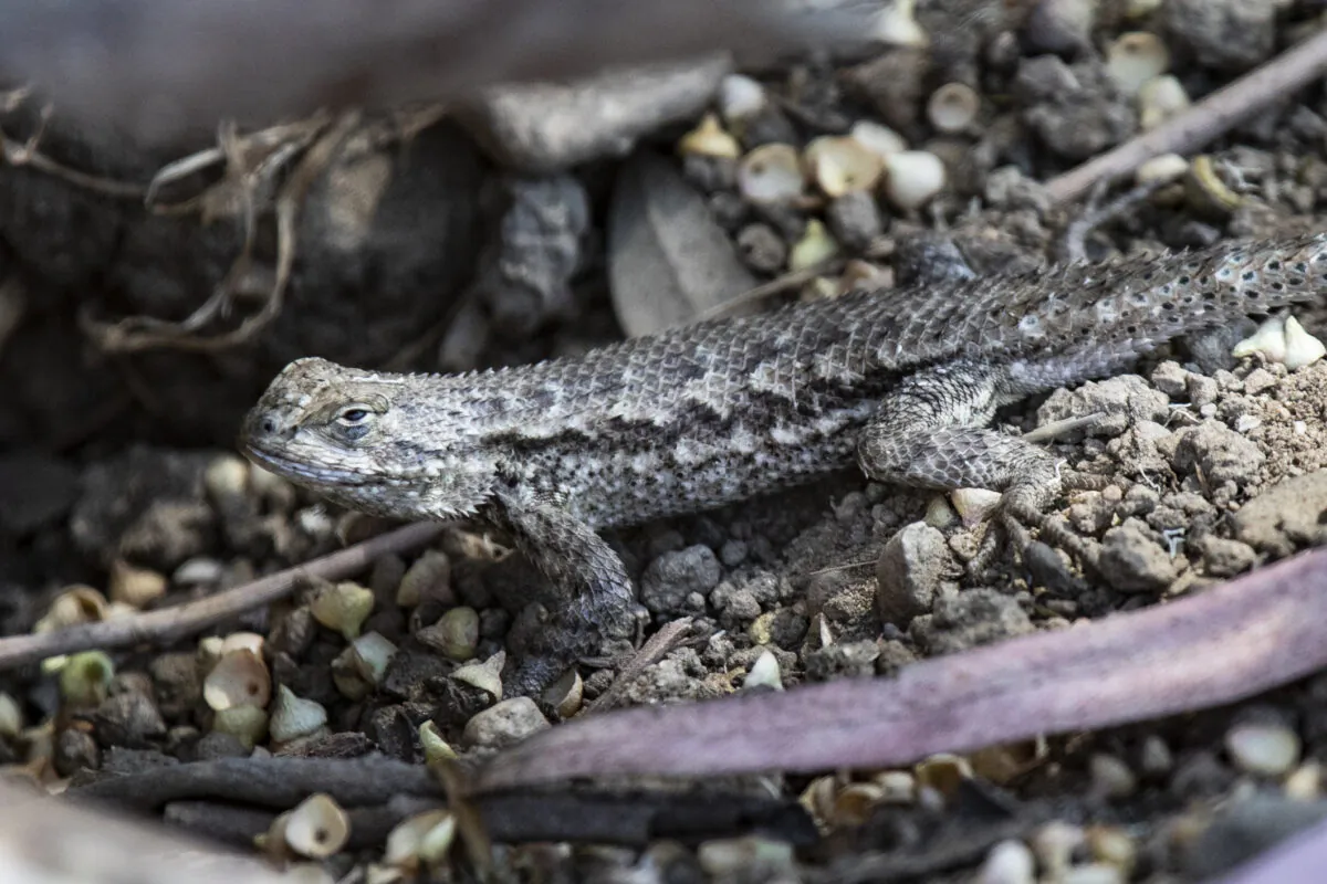 Wildlife in the Banning Ranch property area in Costa Mesa, Calif., on Aug. 9, 2021. (John Fredricks/The Epoch Times)