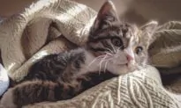 A Purrfect Match! Animal Shelter Puts Lonely Pets on Tinder