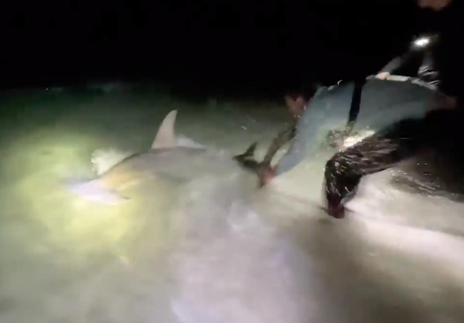 ‘Rare’ 13-Foot Hammerhead Shark Caught, Safely Released Off the Coast ...