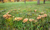 Fairy Rings and Barn Spiders