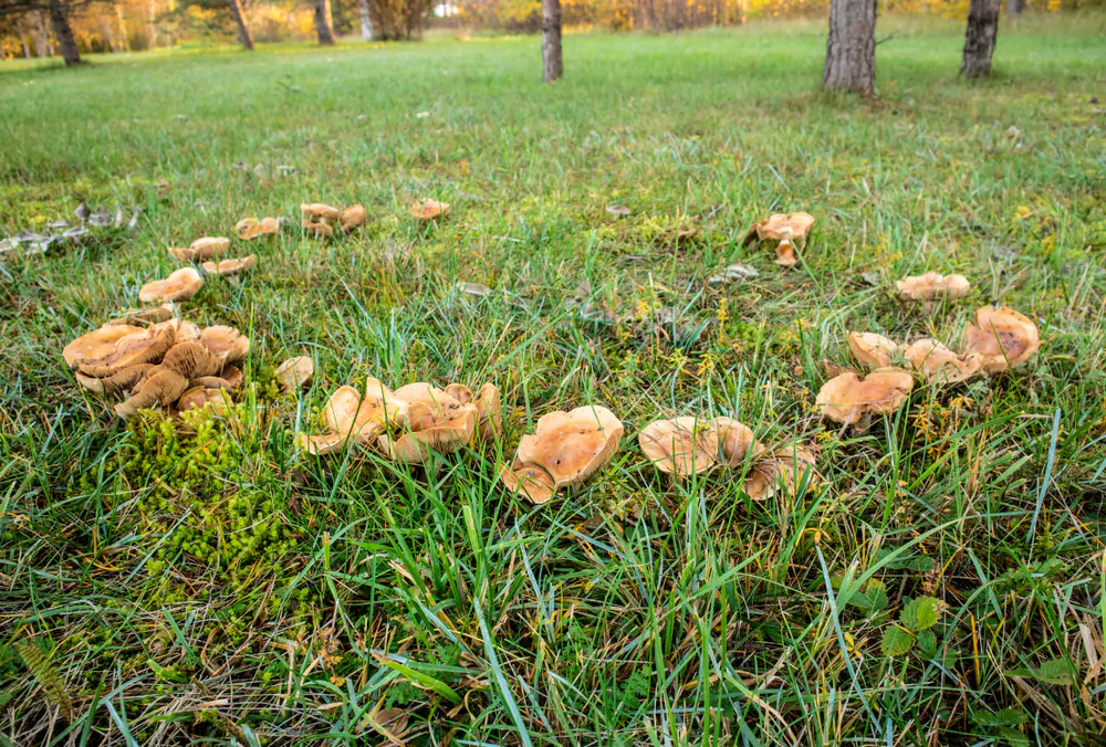 Fairy rings are caused by underground fungi growing in the top few inches of soil in woodlands or grasslands—or, according to folklore, dancing fairies, elves, or pixies. (FotoHelin/Shutterstock)
