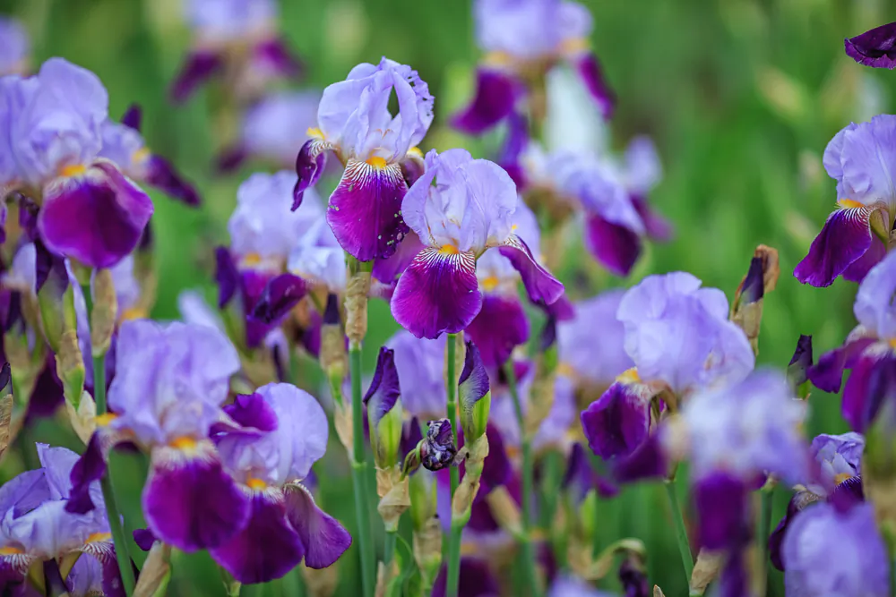 How to Divide Irises