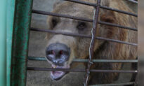 2 Bears That Were Rescued From Appalling Conditions Are Now Thriving at an Animal Sanctuary