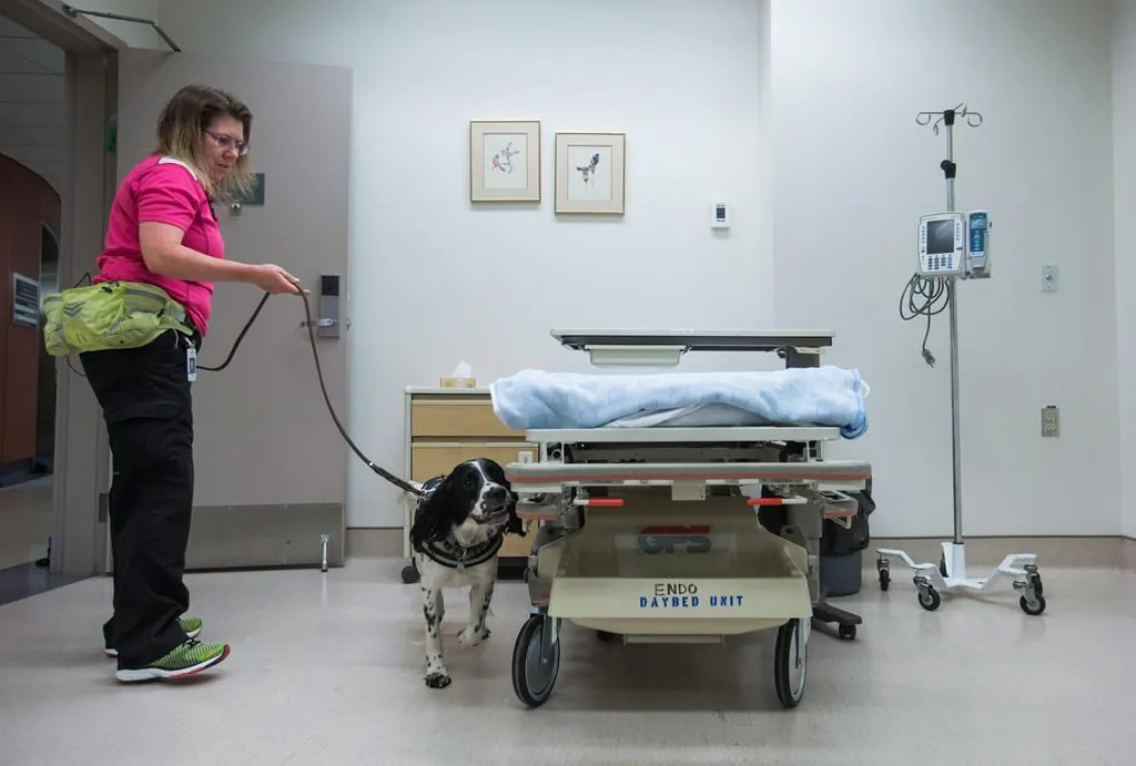 Canada's first C. difficile sniffing dog, Angus, searches a mock patient room with his owner and trainer Teresa Zurberg, a former C. difficile patient, during a demonstration at Vancouver General Hospital in Vancouver, B.C., on July 5, 2016. (The Canadian Press/Darryl Dyck)