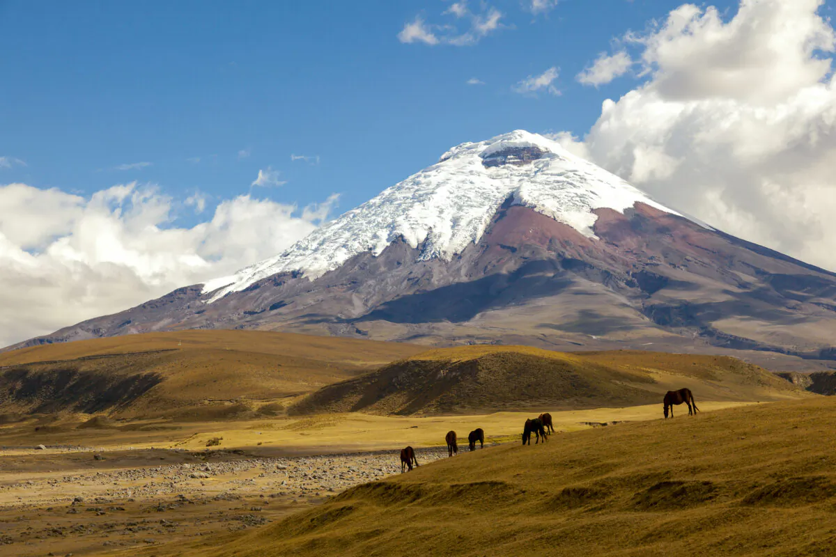 Horses graze in the shadow of Cotopaxi. (Ecuadorpostales/Shutterstock)