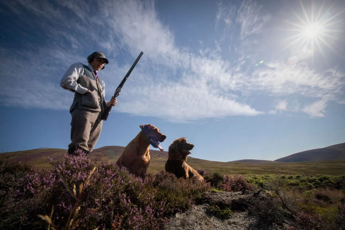 A grouse hunter with two dogs in an undated file photo. (Jane Barlow/PA)