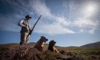 ‘Glorious Twelfth’ Marks First Day of Grouse Shooting Season