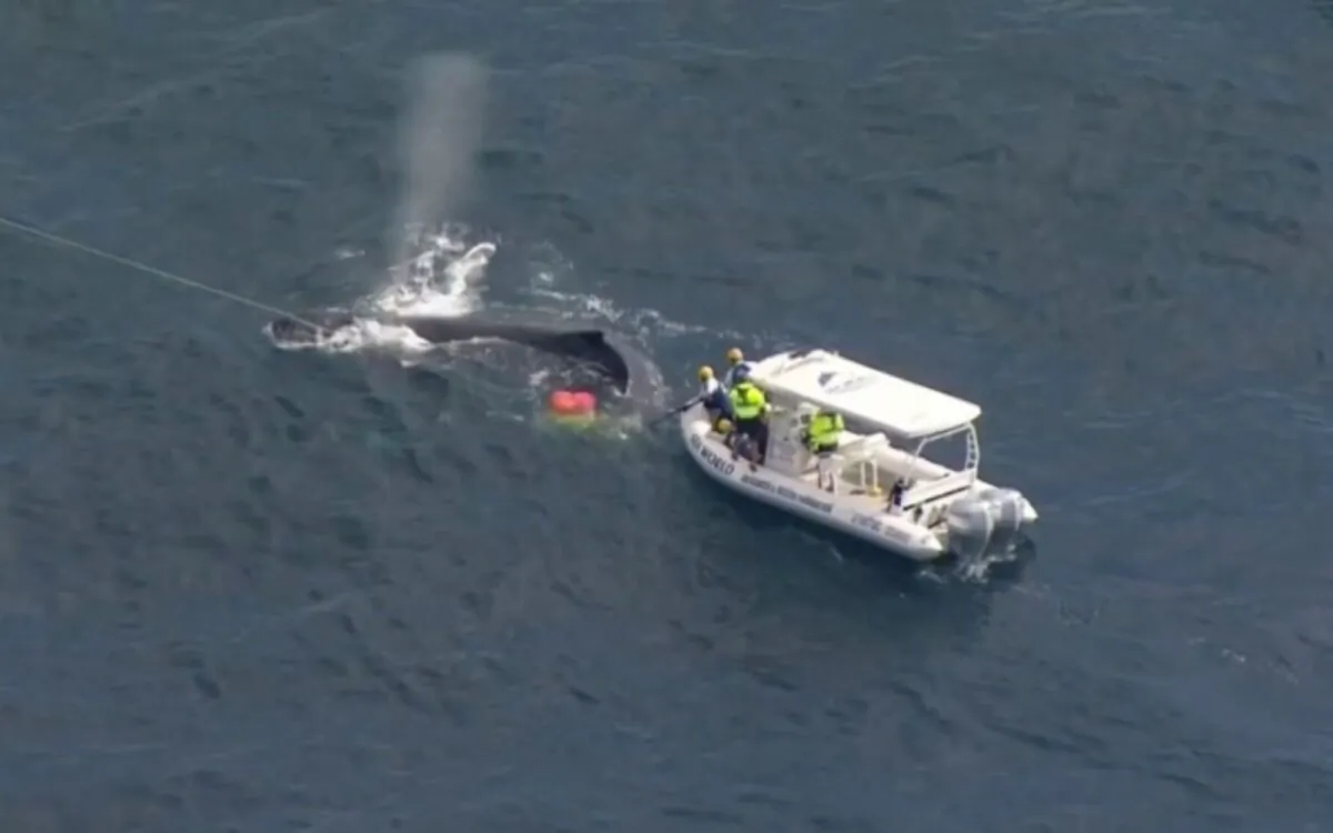 In this screen grab taken from a video, Seaworld Rescue crew work to free a whale tangled in shark nets off Queensland's Gold Coast, Australia, on Aug. 11, 2021. (Nine Network/ via Reuters)