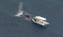 Marine Rescuers Work to Free Whale Caught in Shark Net on Gold Coast