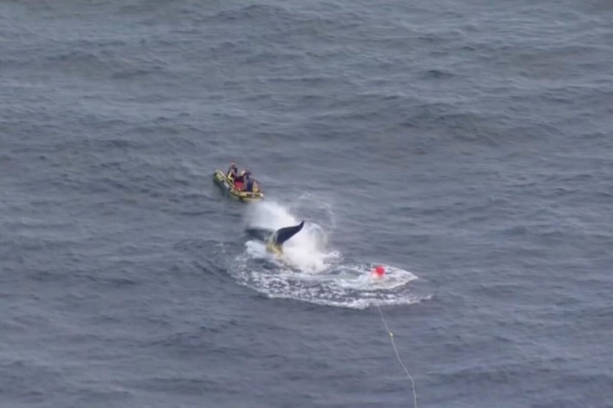 rescue-crew-to free-whale