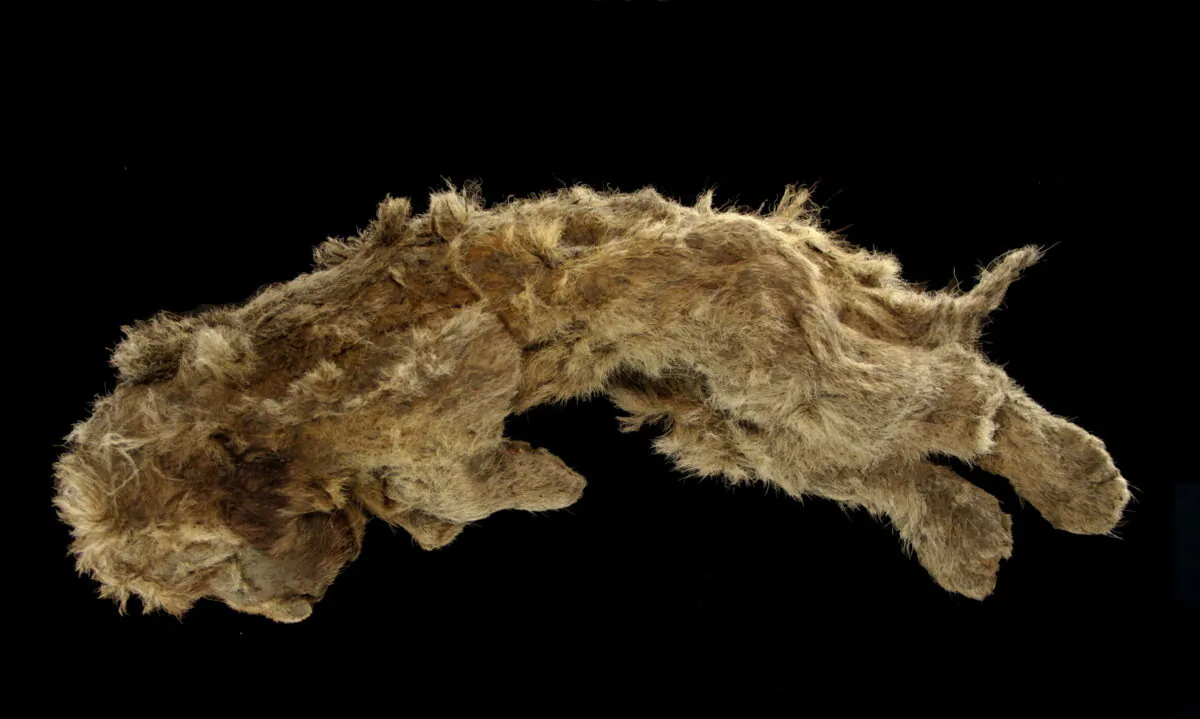 A cave lion cub named Sparta, which was found preserved in Siberia's permafrost, is seen in this photo taken in Yakutsk, Russia, in 2020. (Valery Plotnikov/Reuters)