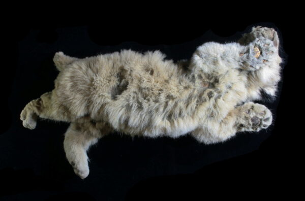 cave lion cub Boris