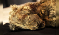 Ice Age Cave Lion Cub Unearthed in Siberian Permafrost Believed to Be 28,000 Years Old: Study