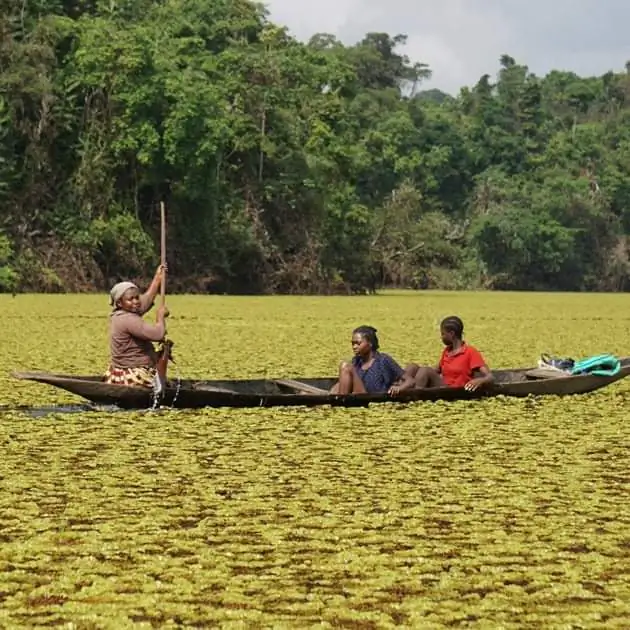 As floating weeds, salvinia form dense mats on the surface of water bodies, disrupting aquatic flora and fauna underneath and thus hindering water flow, fishing, swimming, boating, water sports, and navigation. (AMMCO)